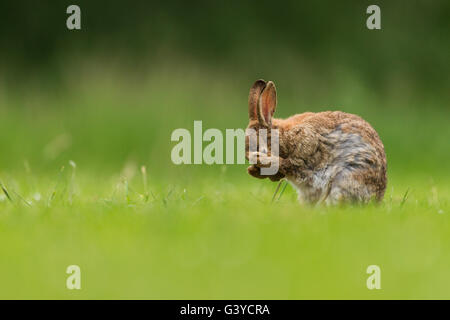 Pulizia di coniglio - REGNO UNITO Foto Stock