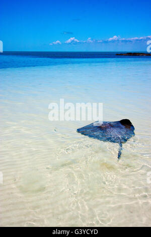 Costline razza pesci nella laguna blu relax di Isla Contoy messico Foto Stock