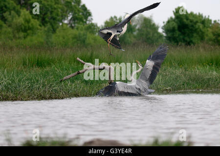Airone cenerino, Ardea cinerea, due uccelli combattimenti, Ungheria, Maggio 2016 Foto Stock