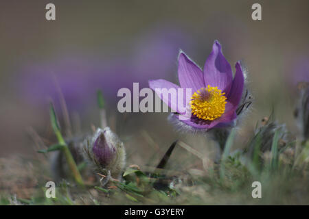 Fiore di primavera Pasqueflower- Pulsatilla grandis, gruppo di fiori sul prato Foto Stock