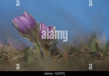 Fiore di primavera Pasqueflower- Pulsatilla grandis, gruppo di fiori sul prato Foto Stock