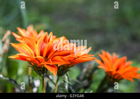 Arancio brillante gazania fiori Foto Stock