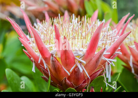 Protea flower close up Foto Stock