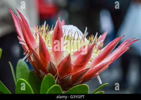 Bella protea flower close up Foto Stock