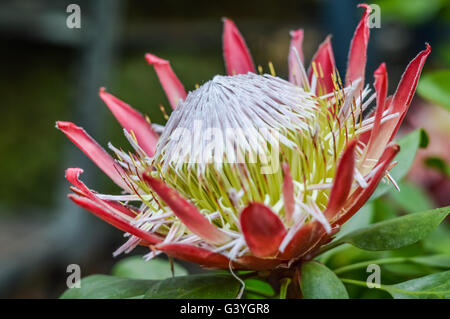 Bella protea fiore Foto Stock