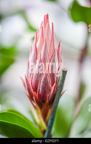Protea germoglio di fiore di close up Foto Stock