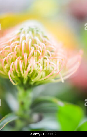 Giallo Puntaspilli protea flower close up Foto Stock