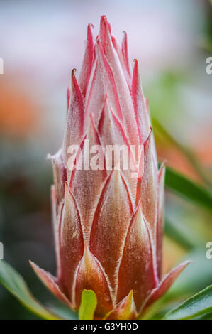 Protea fiore nascere molto vicino fino Foto Stock