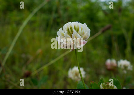 Trifoglio bianco, Trifolium repens, in un campo in Germania. Foto Stock