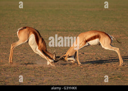 Due maschio springbok antilopi (Antidorcas marsupialis) che lottano per il territorio, deserto Kalahari, Sud Africa Foto Stock