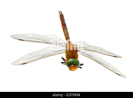 Dragonfly isolati su sfondo bianco Foto Stock