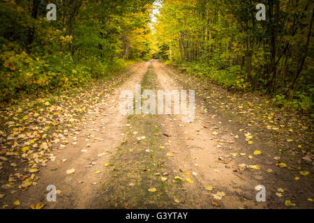 Autunno country roads. strada sterrata conduce attraverso un bosco con la caduta delle foglie su un autunno viaggio nel Michigan. Foto Stock