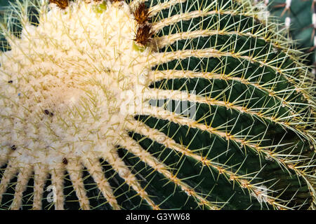 Dettaglio del golden barrel cactus (Echinocactus grusonii) Foto Stock