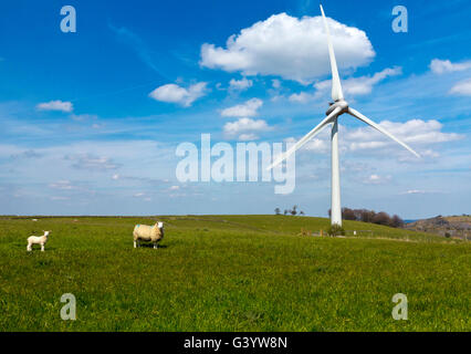 Turbina eolica e pecore vicino Brassington nel distretto di Peak Derbyshire Dales England Regno Unito Foto Stock