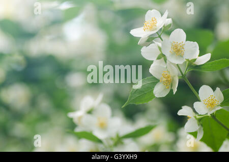 Primo piano a bianco fiori di gelsomino Foto Stock