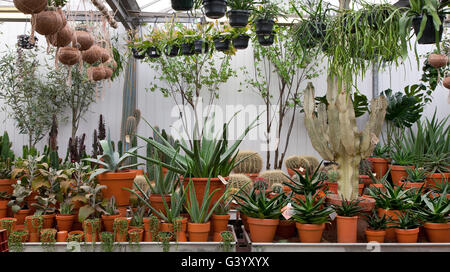 Un misto di diverse varietà di cactus e piante succulente in vendita in un centro giardino Foto Stock