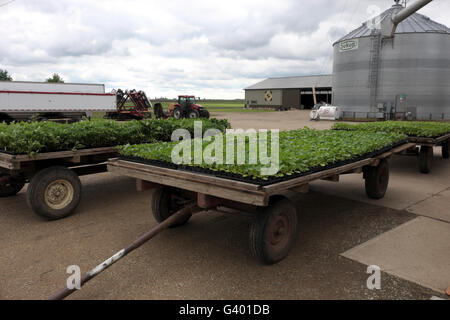 In attesa di essere piantato, appartamenti di piante di pomodoro a sedersi su carri agricoli nel nord dell'Illinois. Foto Stock