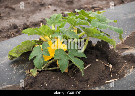 Estate squash crescente sotto Fogli Di plastica su un Northern Illinois farm. Foto Stock