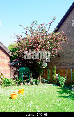 ALBERO DI BIANCOSPINO Foto Stock