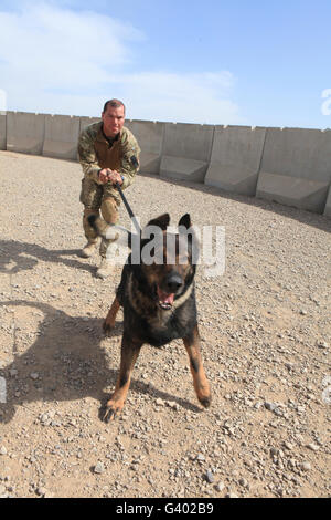 Soldato britannico che trattiene il suo lavoro militari cane. Foto Stock