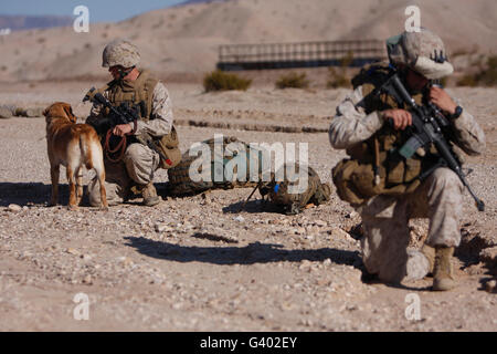 Un gestore di cane e suoi militari cane da lavoro pausa durante una pattuglia. Foto Stock