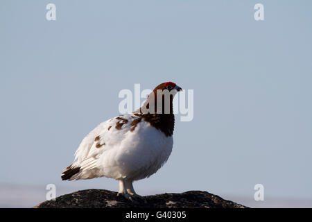 Maschio di willow ptarmigan (gallo cedrone) in colori di primavera contro un cielo blu Foto Stock