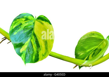 Verde foglia di pothos lato posteriore isolato su sfondo bianco Foto Stock