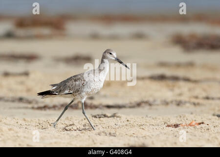 Willet (Tringa semipalmata) sulla spiaggia, penisola di Bolivar, Texas, Stati Uniti d'America Foto Stock