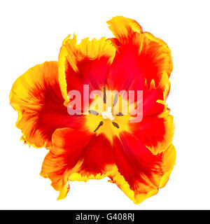 Il rosso e il giallo parrot tulip, Vista panoramica, isolato su bianco. Foto Stock