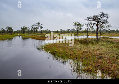 Paesaggio di Kakerdaja Bog in Korvemaa, Estonia Foto Stock