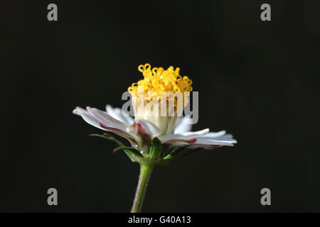 Macro shot del cosmo caudatus fiore isolato su sfondo nero Foto Stock