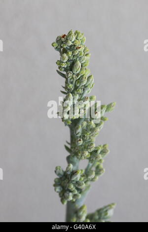 Macro shot della Kalanchoe thyrsiflora fiori o noto anche come Kalanchoe Flapjack Foto Stock