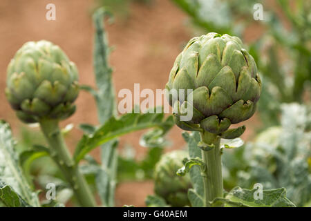 Campo di carciofi in Antequera Malaga, Andalusia Spagna meridionale, Europa Foto Stock