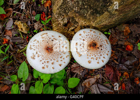 Intossicazione da funghi Foto Stock