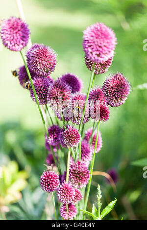 La rosa viola le teste dei fiori di Allium sphaerocephalon o cipolla ornamentali Foto Stock