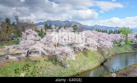 Fiori Ciliegio alberi intorno al Castello di Tsuruga(Castello di Aizu) Foto Stock