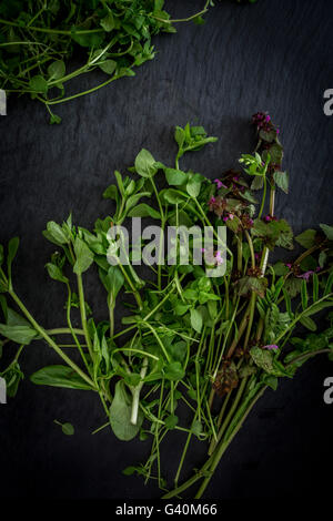 Erbe selvatiche sulla scheda di ardesia. Vista superiore Foto Stock