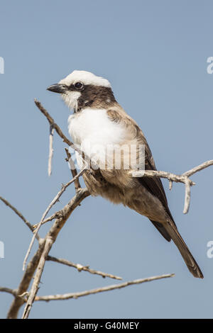 Bianco-crowned shrike (Eurocephalus anguitimens), il Parco Nazionale di Etosha, Namibia, Africa Foto Stock