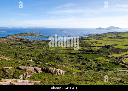 Testa di agnelli, Abbazia Isola, Ring of Kerry, Irlanda Foto Stock