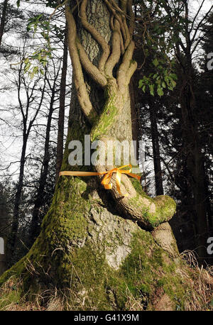 Un nastro giallo è visto legato intorno ad un albero nella foresta di Dean, Gloucestershire, uno dei boschi del patrimonio del paese che può essere influenzato dai piani del governo per un &libbra;250 milioni di vendere-off delle foreste pubbliche dell'Inghilterra. Foto Stock