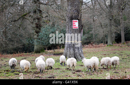 Foreste sell off piani Foto Stock