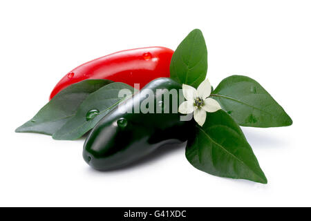 Hot Laminada Peperoncino (Capsicum annuum), rosso e verde, con foglie e fiori. I tracciati di ritaglio per entrambi i peperoni e shadow, infin Foto Stock