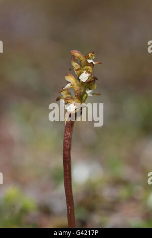 Coralroot Orchidea (Corallorhiza trifida) Foto Stock