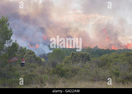 Carcaixent, Valencia, Spagna. 17 Giugno, 2016. Vigile del fuoco in incendio di foresta nel termine di Carcaixent, Valencia, Spagna. Credito: Salva Garrigues/Alamy Live News Foto Stock