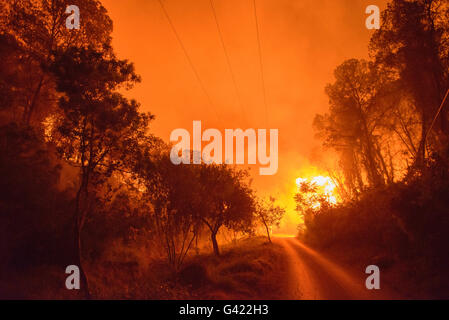 Carcaixent, Valencia, Spagna. 17 Giugno, 2016. Lo spagnolo UME combattere il fuoco, Carcaixent, Valencia, Spagna Credito: Salva Garrigues/Alamy Live News Foto Stock