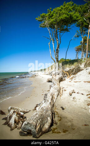 Prerow, Germania. 11 Giugno, 2016. Vista del western spiaggia sul Mar Baltico peninsular Fischland-Darss-Zingst vicino Prerow, Germania, 11 giugno 2016. La spiaggia è accessibile solo a piedi, tramite bicicletta o utilizzando una carrozza a cavallo sui sentieri nella foresta. Foto: Jens BUETTNER/dpa/Alamy Live News Foto Stock