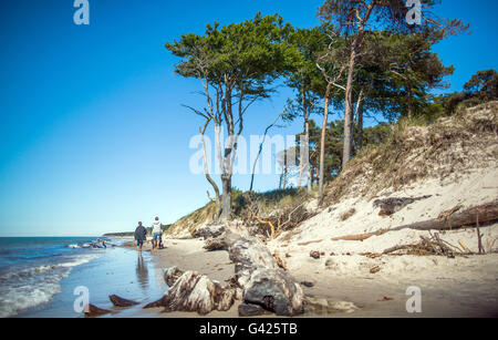 Prerow, Germania. 11 Giugno, 2016. Vista del western spiaggia sul Mar Baltico peninsular Fischland-Darss-Zingst vicino Prerow, Germania, 11 giugno 2016. La spiaggia è accessibile solo a piedi, tramite bicicletta o utilizzando una carrozza a cavallo sui sentieri nella foresta. Foto: Jens BUETTNER/dpa/Alamy Live News Foto Stock