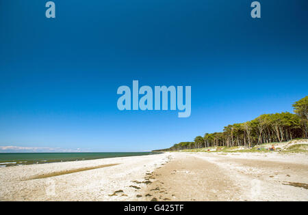 Prerow, Germania. 11 Giugno, 2016. Vista del western spiaggia sul Mar Baltico peninsular Fischland-Darss-Zingst vicino Prerow, Germania, 11 giugno 2016. La spiaggia è accessibile solo a piedi, tramite bicicletta o utilizzando una carrozza a cavallo sui sentieri nella foresta. Foto: Jens BUETTNER/dpa/Alamy Live News Foto Stock