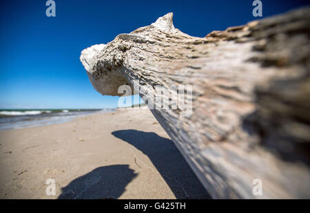 Prerow, Germania. 11 Giugno, 2016. Vista del western spiaggia sul Mar Baltico peninsular Fischland-Darss-Zingst vicino Prerow, Germania, 11 giugno 2016. La spiaggia è accessibile solo a piedi, tramite bicicletta o utilizzando una carrozza a cavallo sui sentieri nella foresta. Foto: Jens BUETTNER/dpa/Alamy Live News Foto Stock