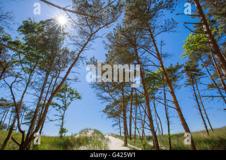 Prerow, Germania. 11 Giugno, 2016. Vista del western spiaggia sul Mar Baltico peninsular Fischland-Darss-Zingst vicino Prerow, Germania, 11 giugno 2016. La spiaggia è accessibile solo a piedi, tramite bicicletta o utilizzando una carrozza a cavallo sui sentieri nella foresta. Foto: Jens BUETTNER/dpa/Alamy Live News Foto Stock